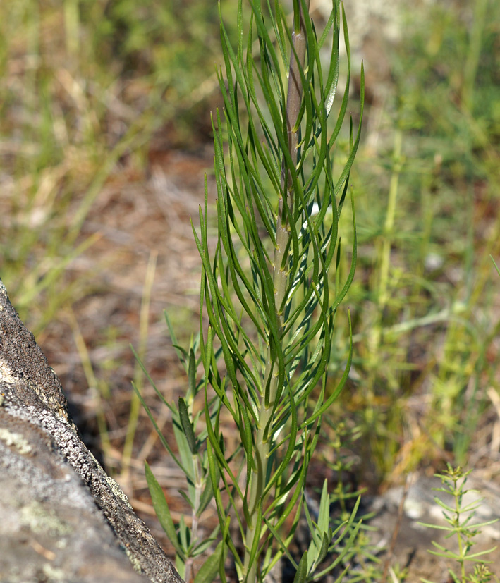 Image of Lilium pumilum specimen.