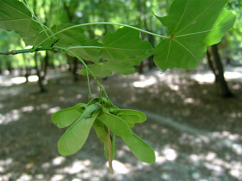 Image of Acer cappadocicum specimen.