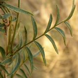 Смотреть изображение Astragalus cornutus
