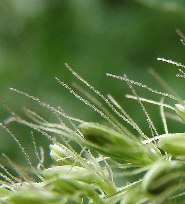 Image of Setaria verticillata specimen.