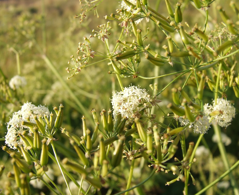 Image of Anthriscus sylvestris specimen.