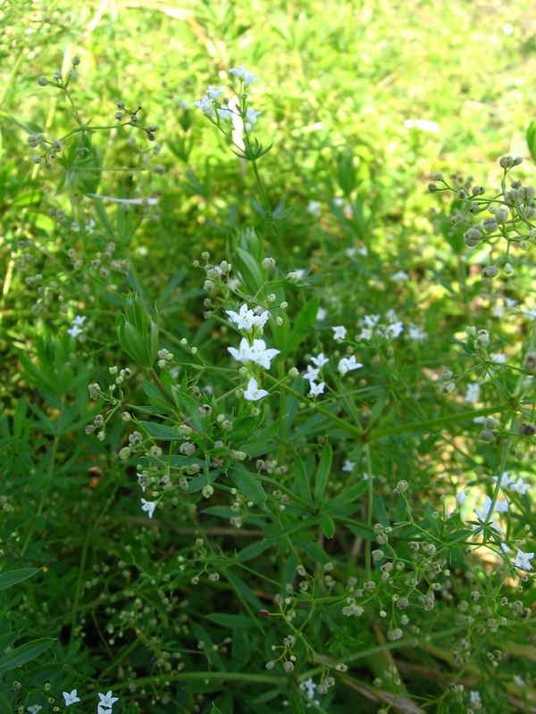 Image of Galium rivale specimen.