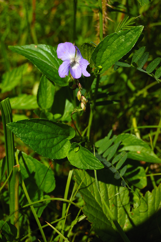 Image of Viola canina specimen.