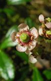 Chimaphila umbellata