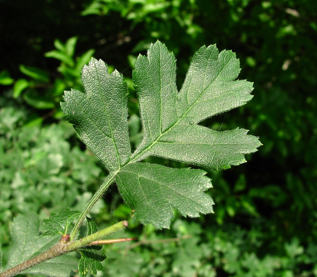 Image of genus Crataegus specimen.