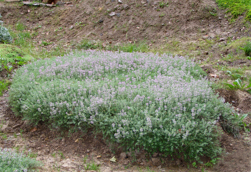 Изображение особи Thymus lavrenkoanus.