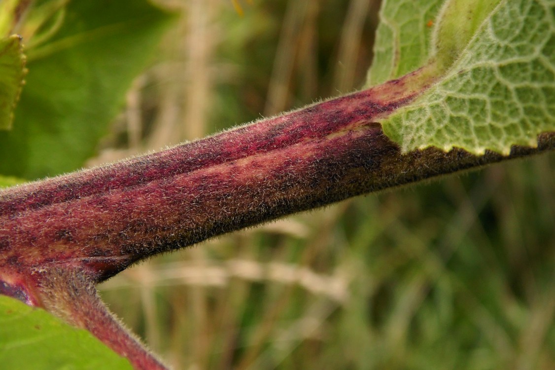 Image of Inula helenium specimen.