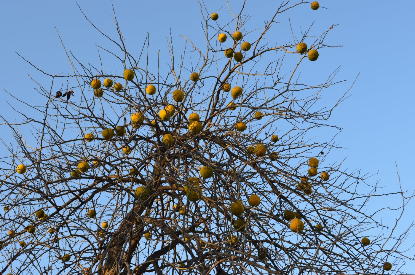 Изображение особи Maclura pomifera.