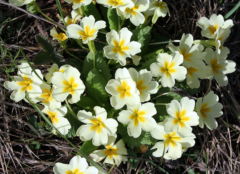 Image of Primula vulgaris specimen.