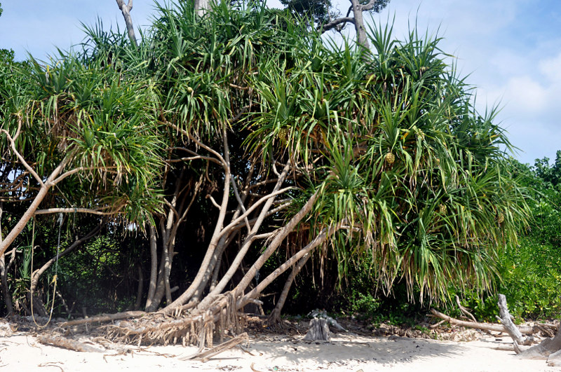 Image of Pandanus tectorius specimen.