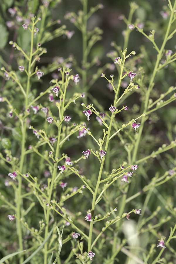 Image of Scrophularia bicolor specimen.