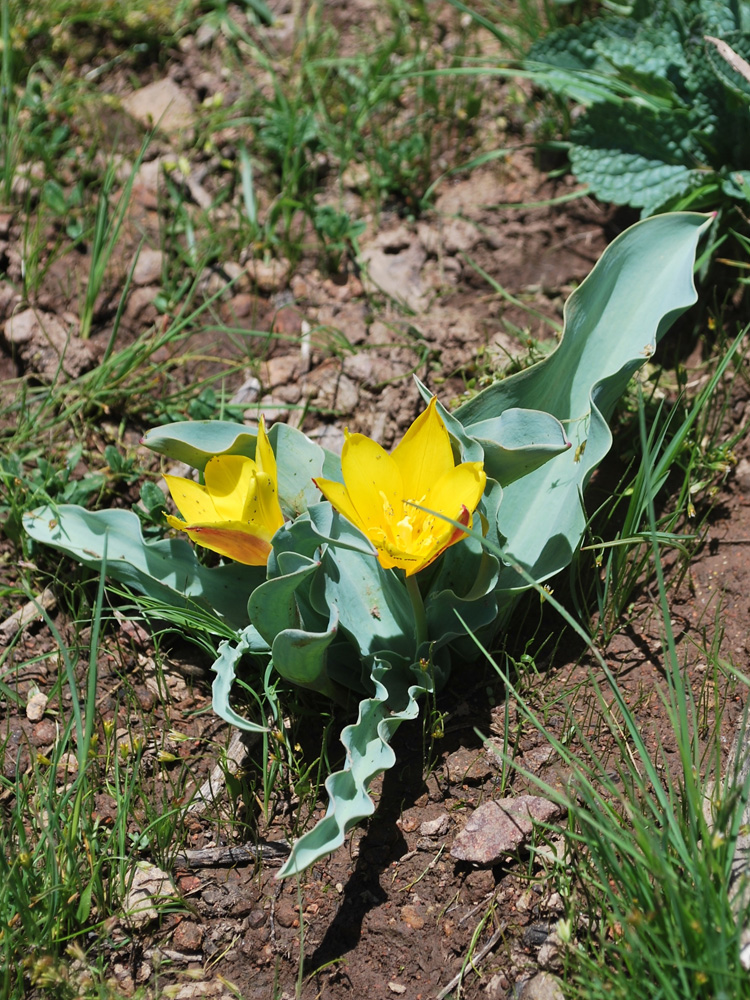 Изображение особи Tulipa dubia.