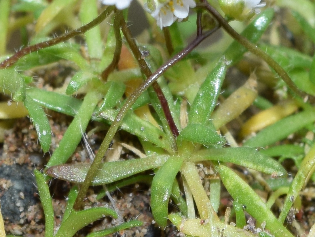 Изображение особи Erophila verna.