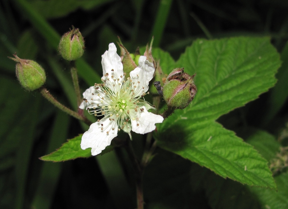 Image of Rubus caesius specimen.