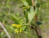 Ribes aureum. Нераскрывшееся соцветие (вид сбоку). Восточный Казахстан, г. Усть-Каменогорск, восточные окр., Лесхоз, в культуре. 03.05.2015.