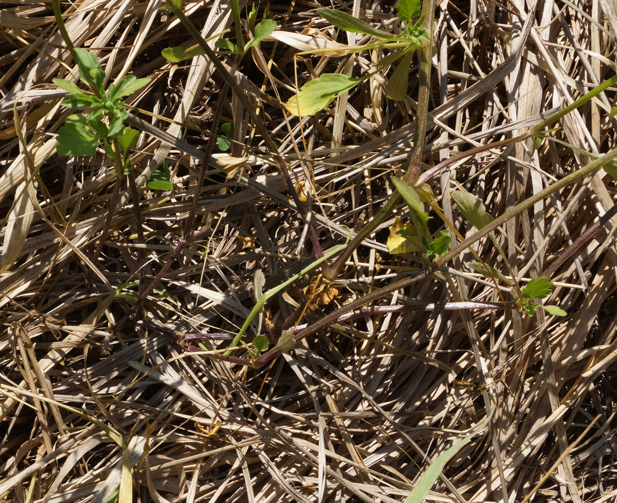 Image of Viola arvensis specimen.