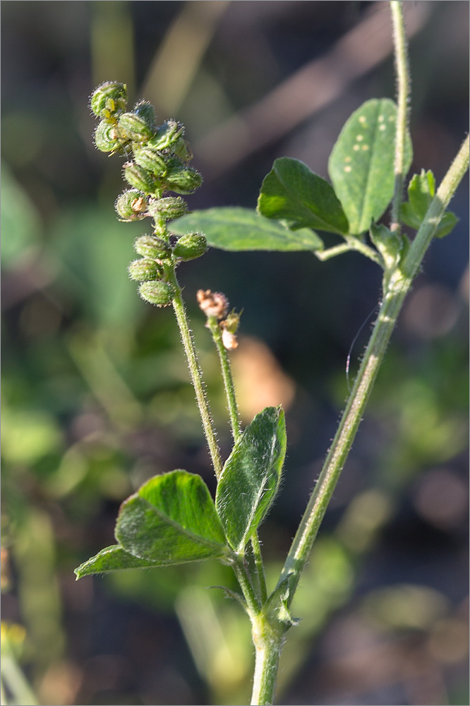 Image of Medicago lupulina specimen.