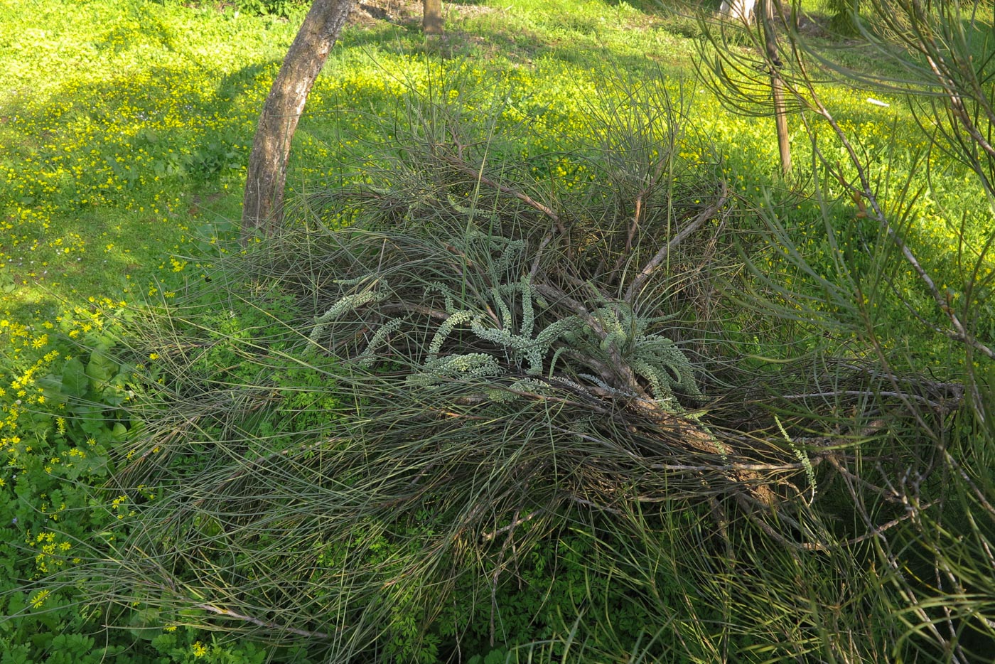 Image of Hakea chordophylla specimen.