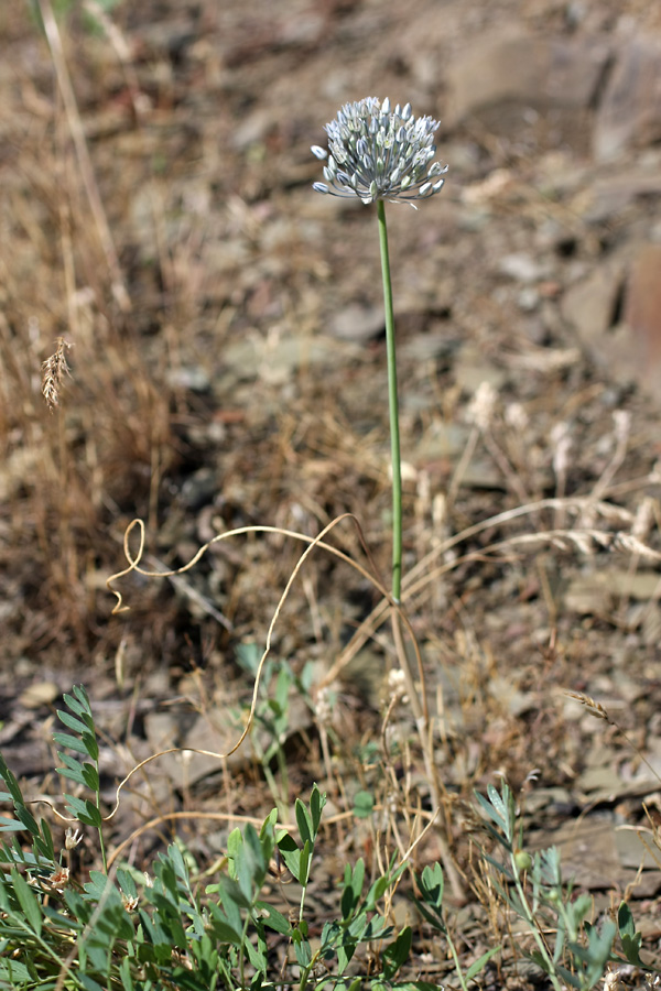 Image of Allium caesium specimen.