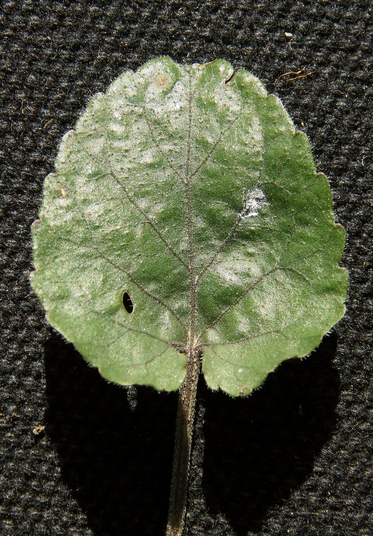 Image of Viola suavis specimen.