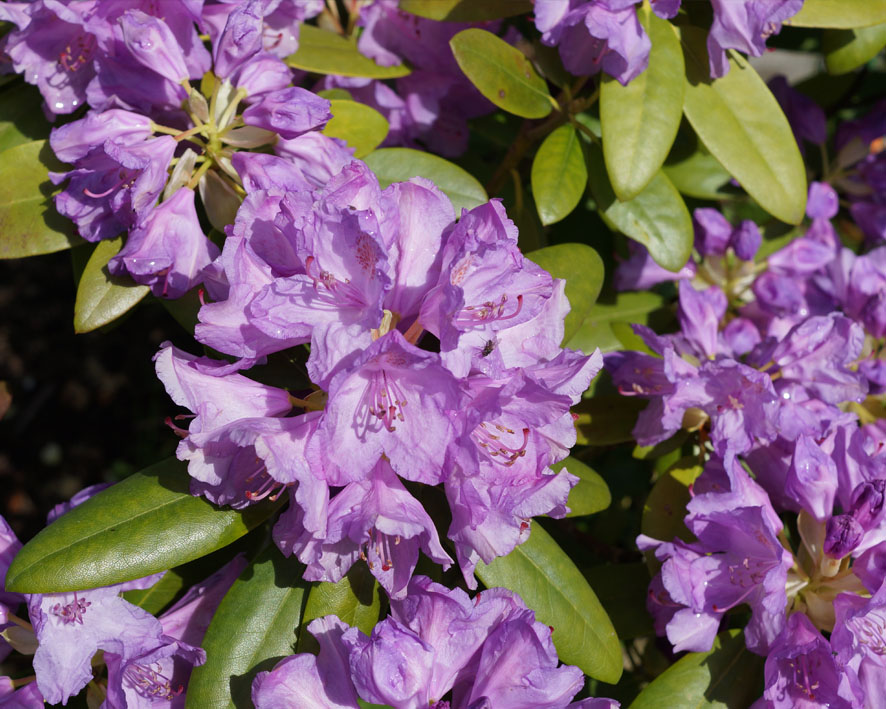 Image of genus Rhododendron specimen.