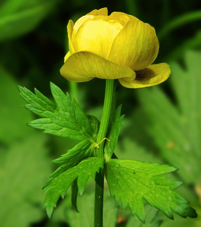 Trollius europaeus l