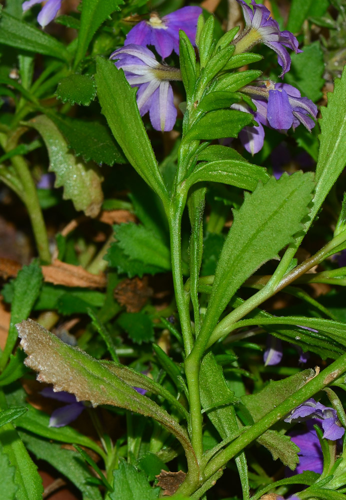 Image of Scaevola humilis specimen.