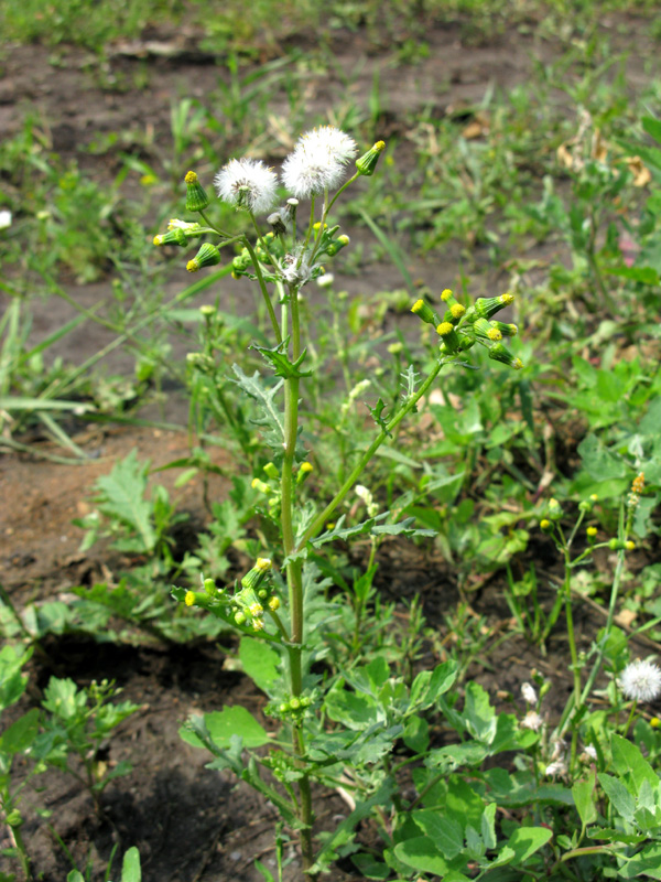 Изображение особи Senecio vulgaris.