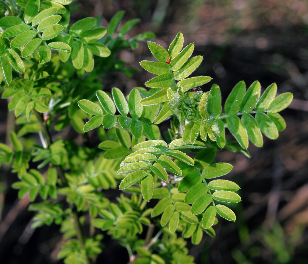 Image of Caragana arborescens specimen.