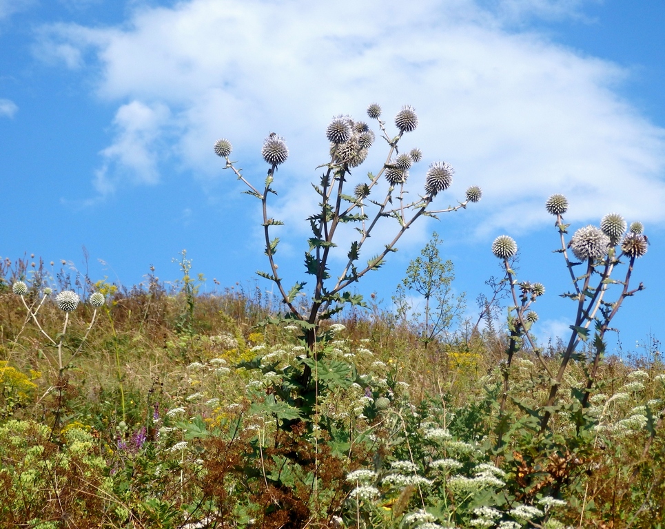 Изображение особи Echinops sphaerocephalus.