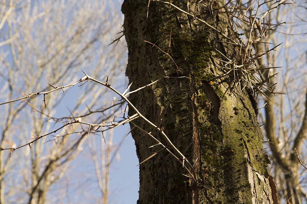 Image of Gleditsia triacanthos specimen.