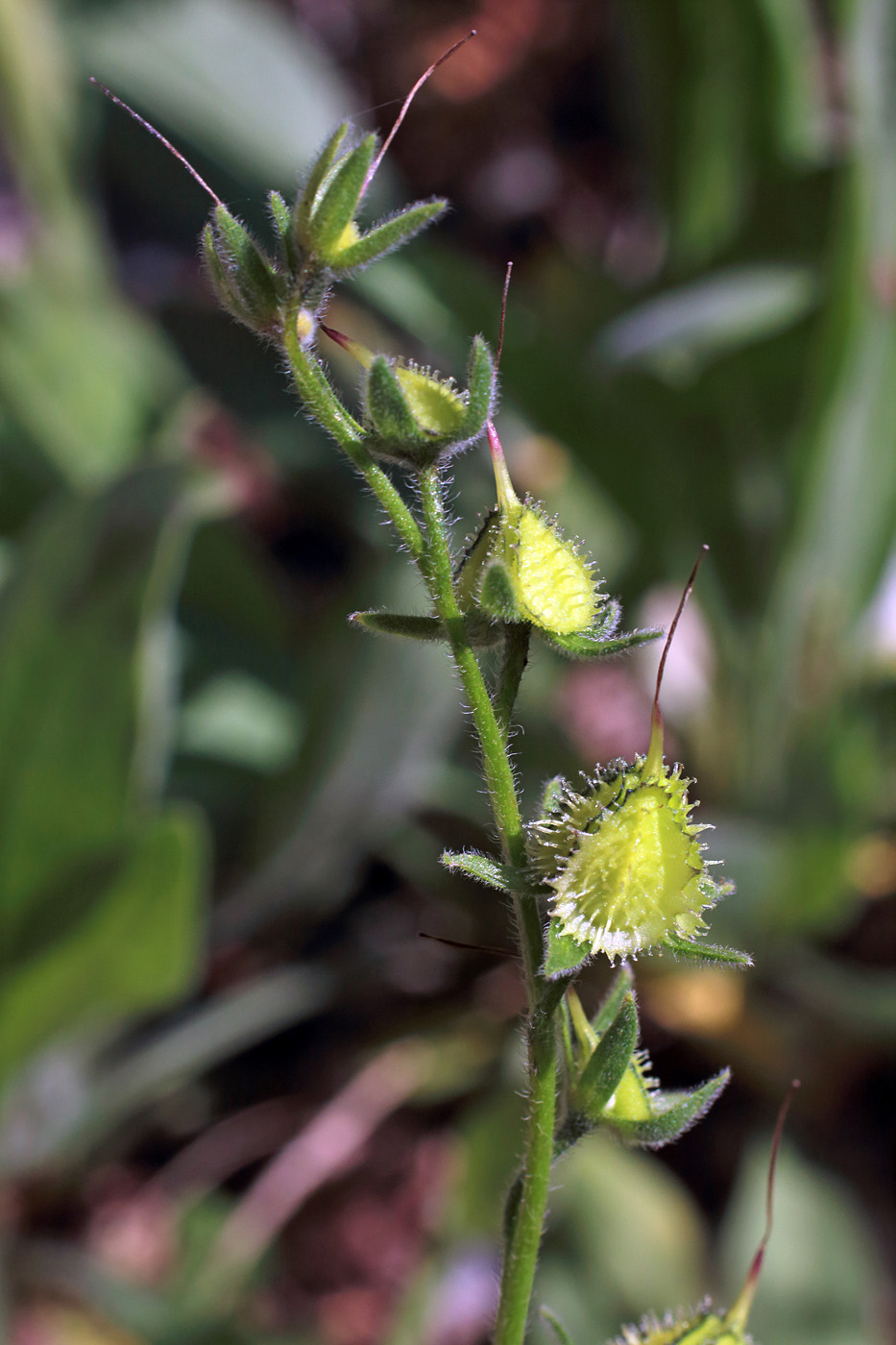 Image of Lindelofia tschimganica specimen.