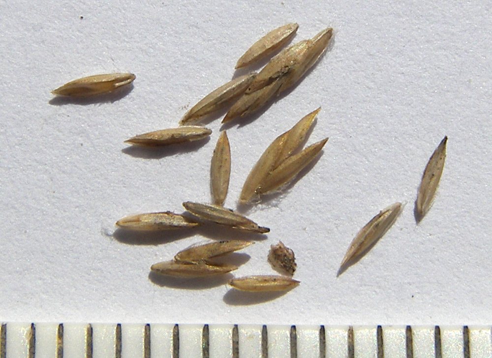 Image of Poa palustris specimen.