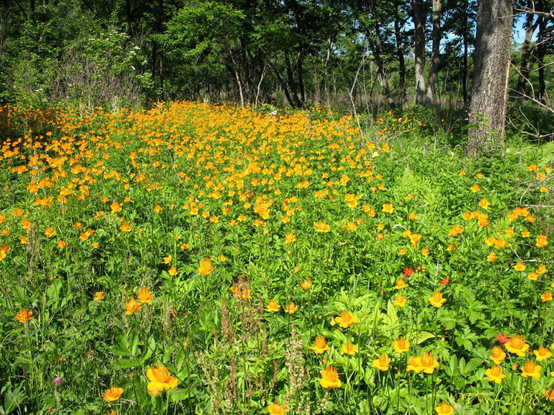 Image of Trollius macropetalus specimen.