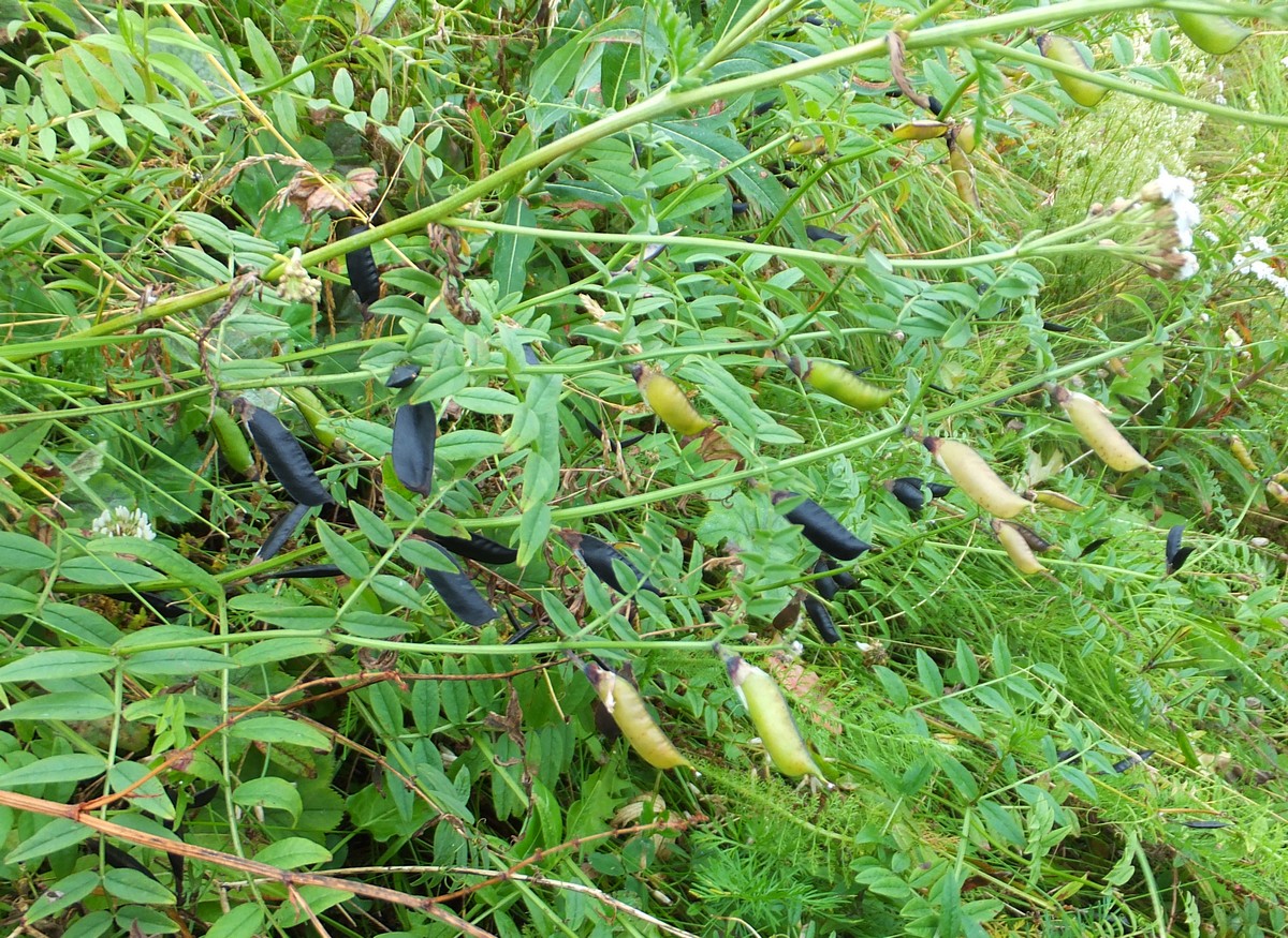 Image of Vicia sepium specimen.