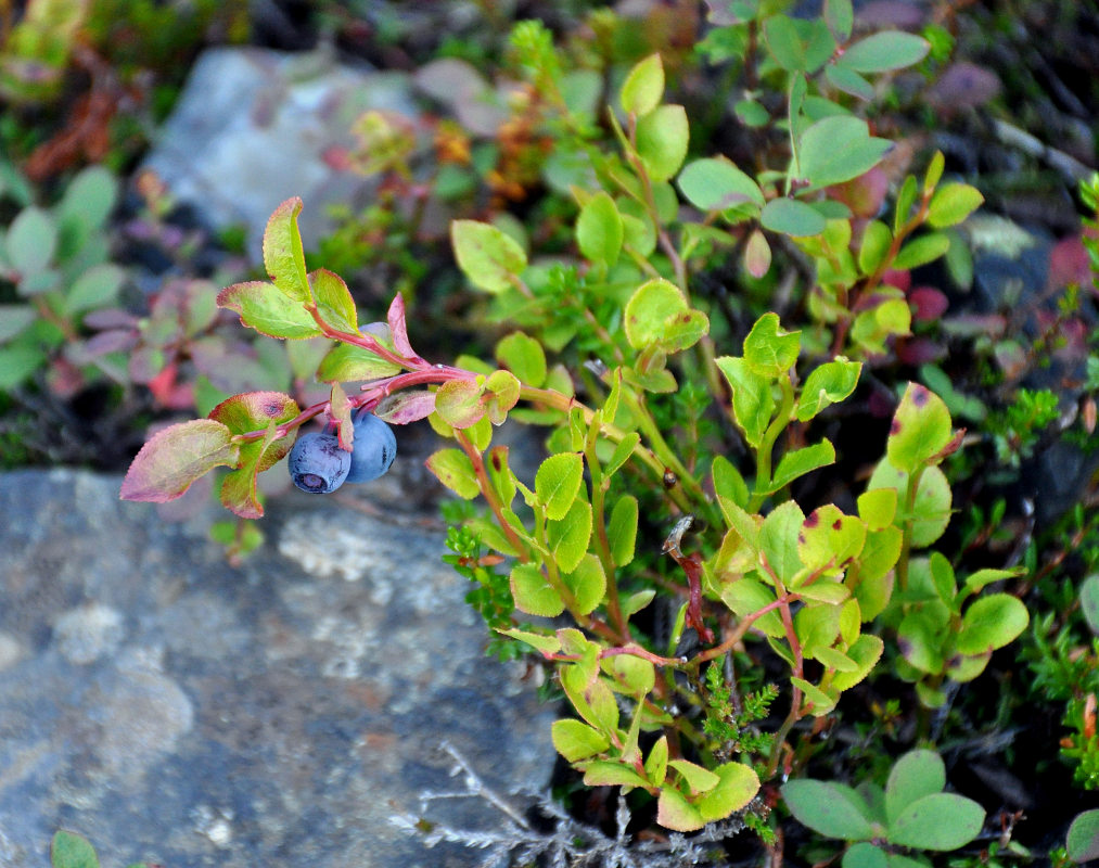 Image of Vaccinium myrtillus specimen.