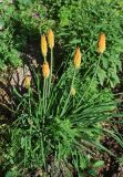 Kniphofia uvaria. Цветущее растение. Узбекистан, г. Ташкент, пос. Улугбек. 01.06.2012.