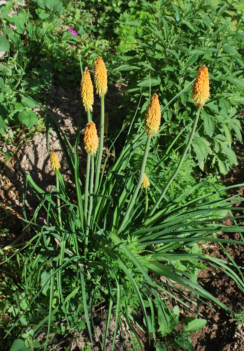 Изображение особи Kniphofia uvaria.