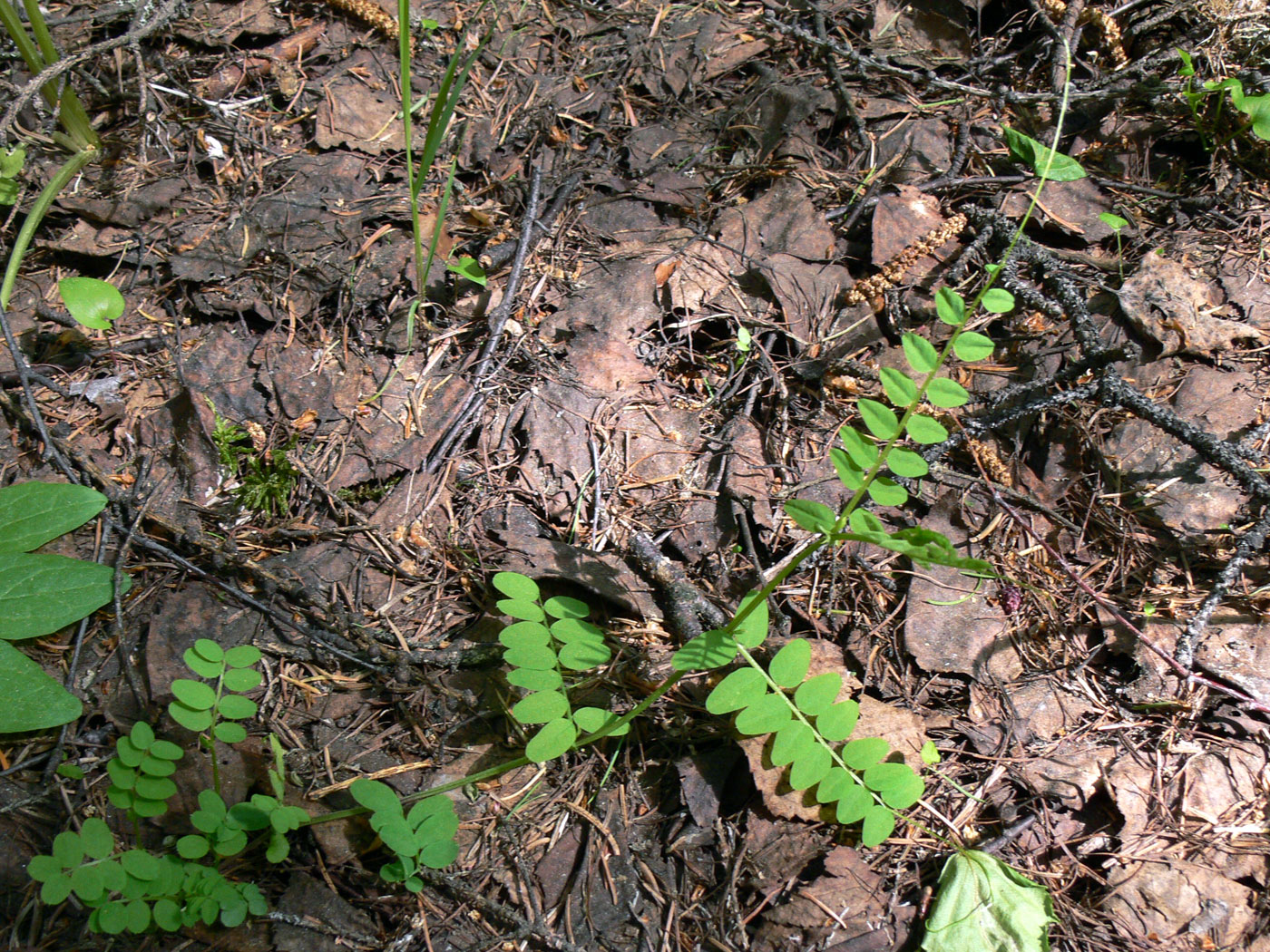 Image of Vicia sylvatica specimen.