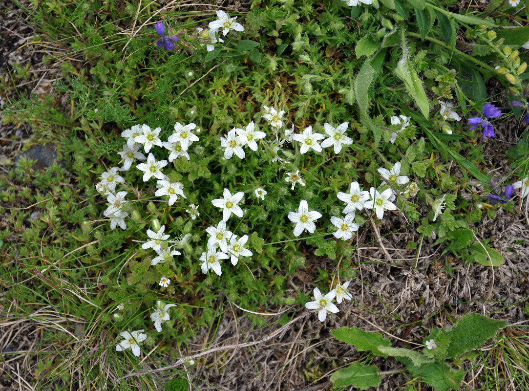 Image of Minuartia inamoena specimen.