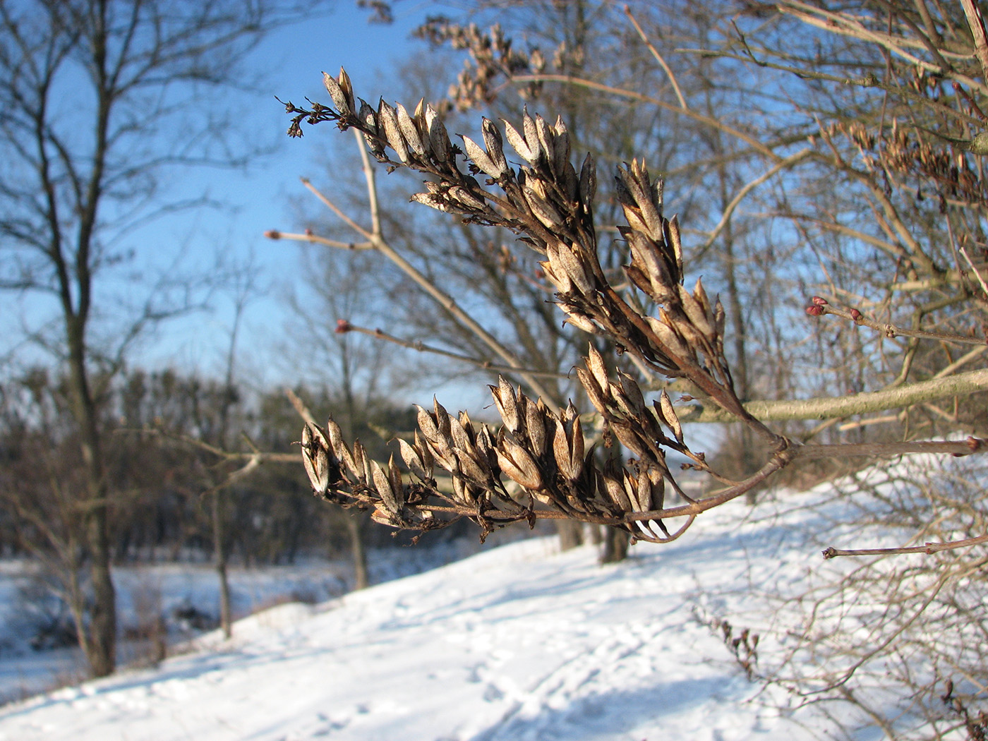 Image of Syringa vulgaris specimen.