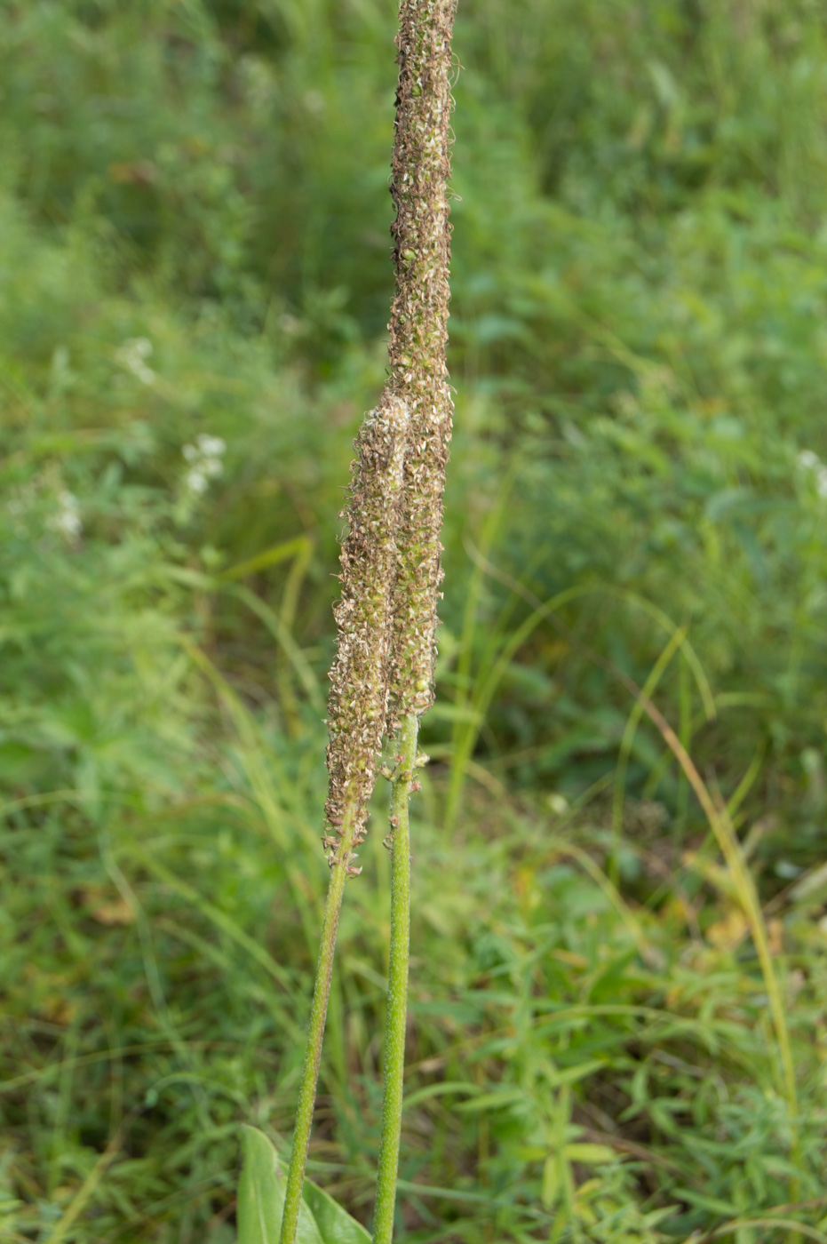 Изображение особи Plantago maxima.