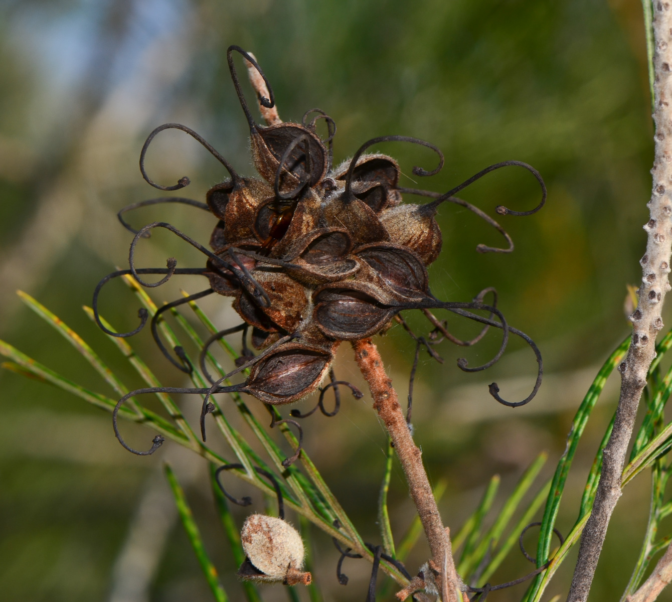 Image of Grevillea hodgei specimen.