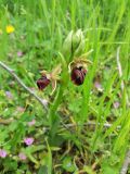 Ophrys mammosa