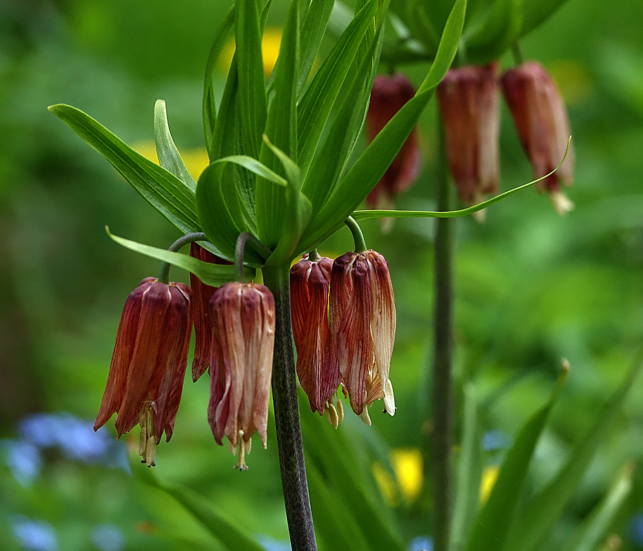 Image of Fritillaria imperialis specimen.