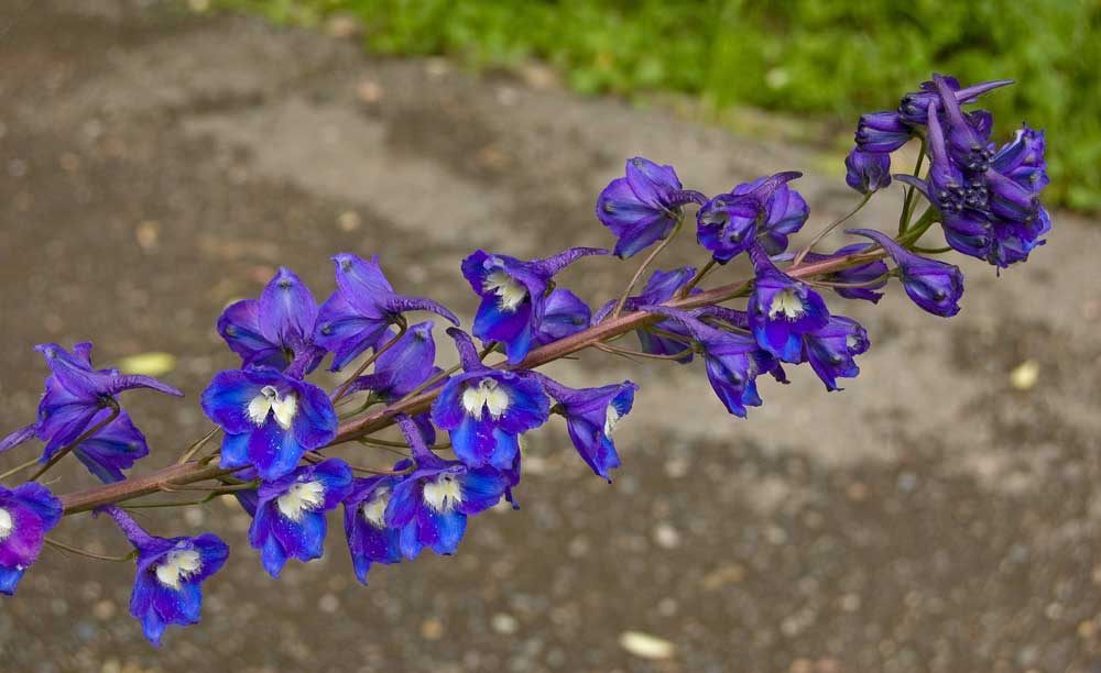 Image of Delphinium &times; phoeniceum specimen.