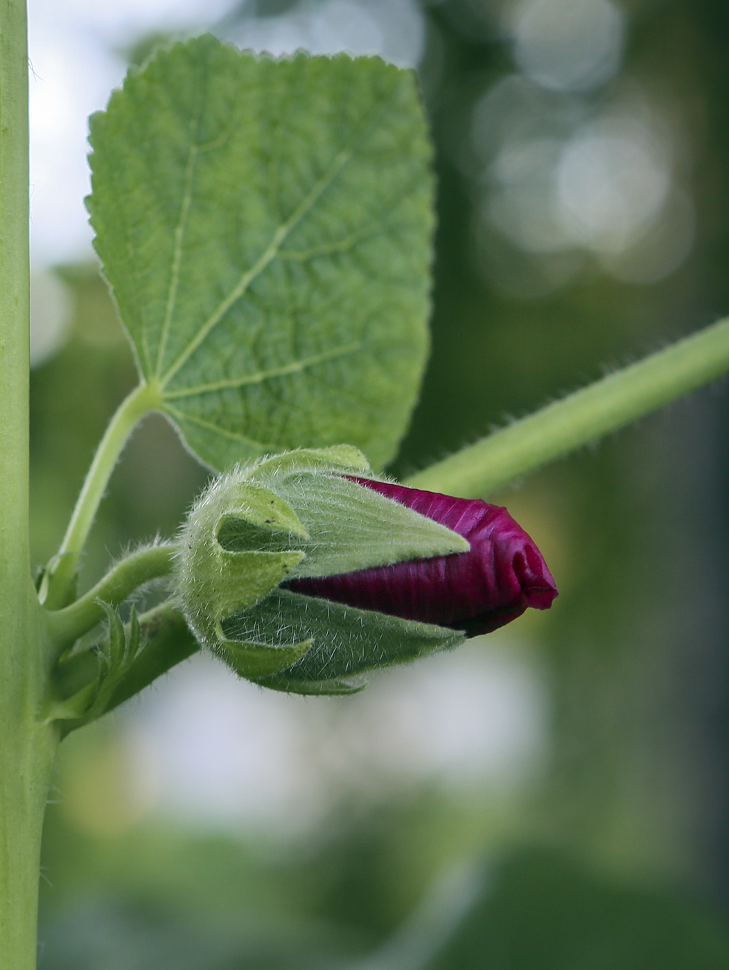 Image of Alcea rosea specimen.