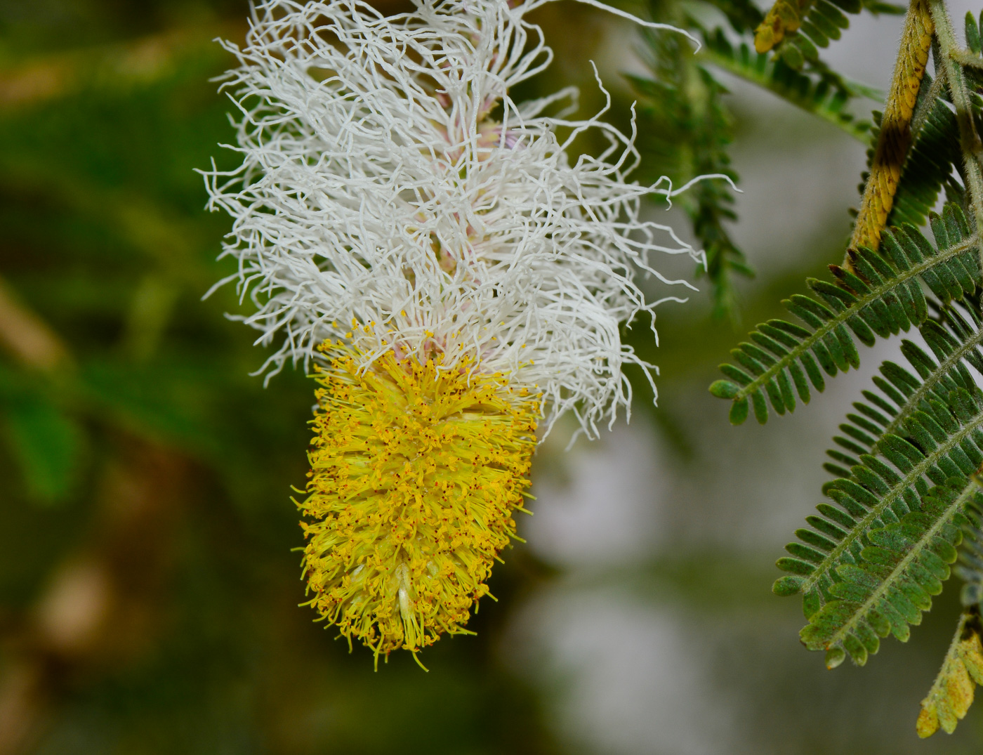 Image of Dichrostachys cinerea specimen.