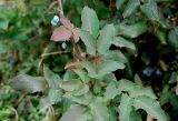 Mahonia aquifolium