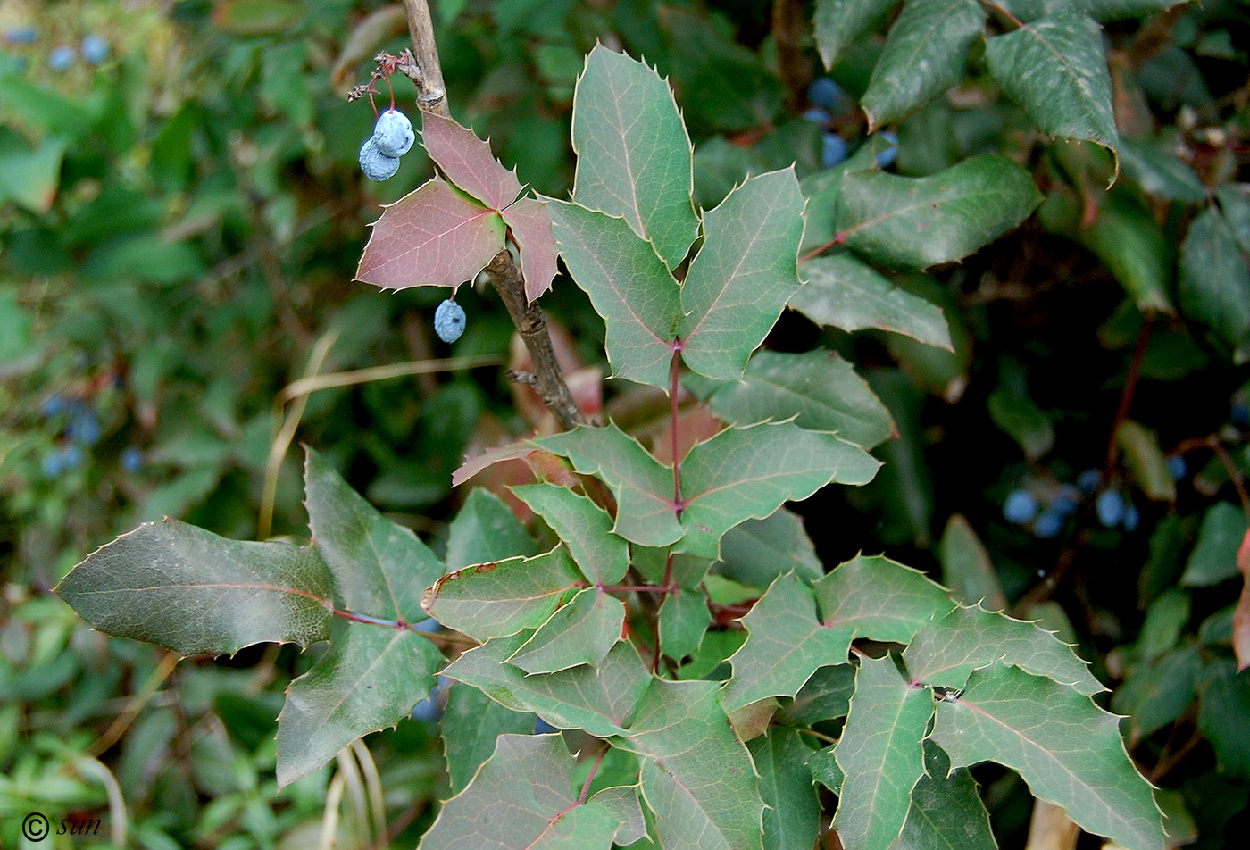 Image of Mahonia aquifolium specimen.